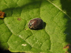 Epilachna punctatissima