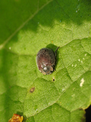 Epilachna punctatissima