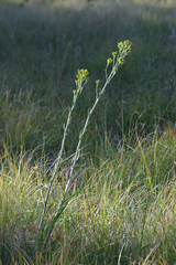 Senecio hydrophilus