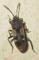 Lanchnophorus singalensis
