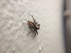 Menemerus bivittatus