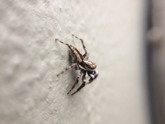 Menemerus bivittatus
