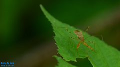 Gorpis brevilineatus