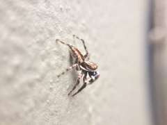 Menemerus bivittatus