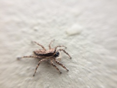 Menemerus bivittatus