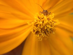 Hemiptera