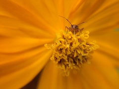 Hemiptera