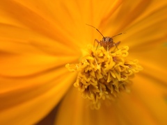 Hemiptera