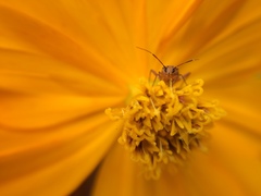 Hemiptera