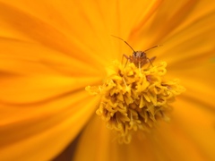 Hemiptera