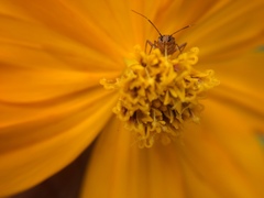 Hemiptera