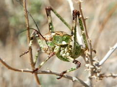 Aglaothorax ovata