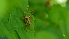 Paratlanticus ussuriensis