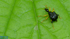 Phymatapoderus flavimanus