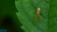 Gorpis brevilineatus