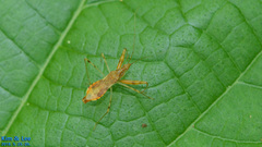 Gorpis brevilineatus