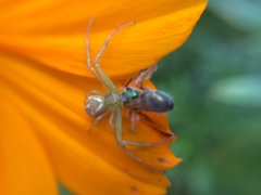 Thomisidae