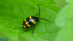 Gallerucida bifasciata