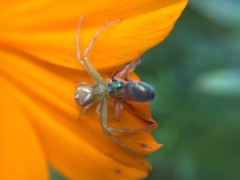 Thomisidae