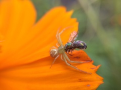 Thomisidae