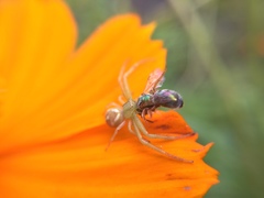 Thomisidae