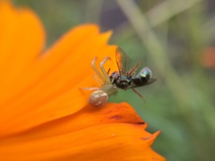 Thomisidae