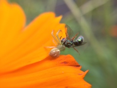 Thomisidae
