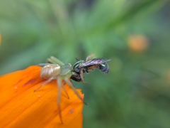 Thomisidae