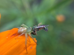 Thomisidae