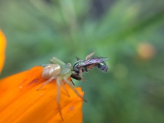 Thomisidae