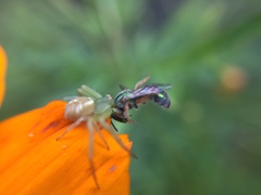 Thomisidae