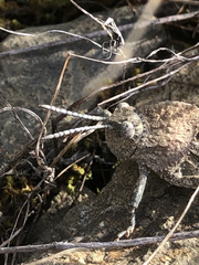 Ocnerodes fallaciosus