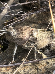 Ocnerodes fallaciosus