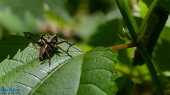 Paratlanticus ussuriensis