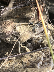 Ocnerodes fallaciosus