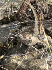 Ocnerodes fallaciosus