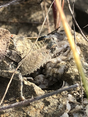 Ocnerodes fallaciosus