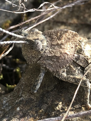 Ocnerodes fallaciosus