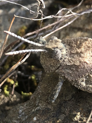 Ocnerodes fallaciosus