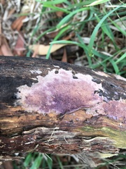Ceriporia purpurea