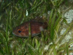 Apogonichthyoides chrysurus