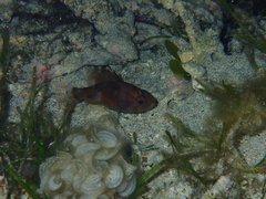 Apogonichthyoides chrysurus