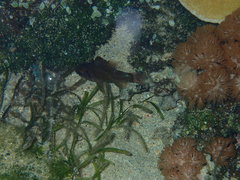 Apogonichthyoides chrysurus