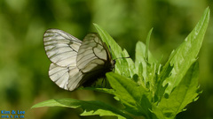 Parnassius stubbendorfii