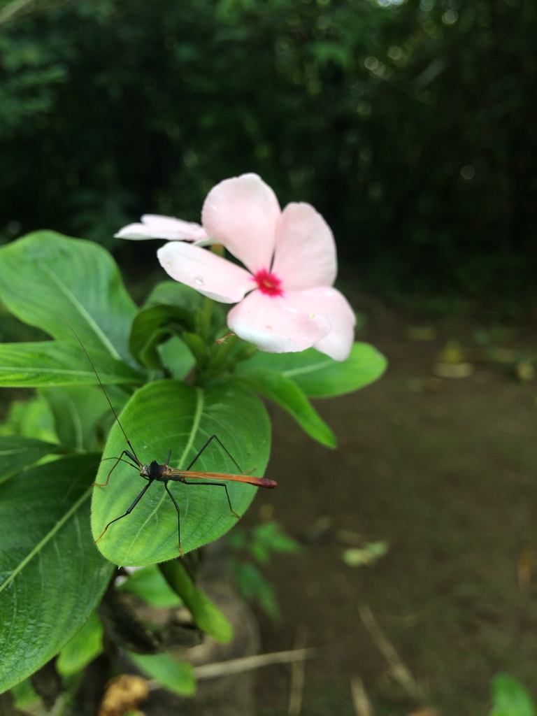 Peruda