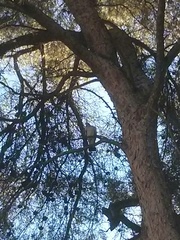 Columba palumbus