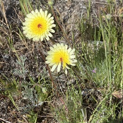 Malacothrix californica
