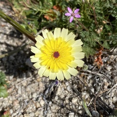 Malacothrix californica