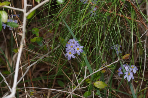 Image of Sisyrinchium elizabethiae by (c) Michelle W. （鍾偉瑋）, some rights reserved (CC BY)