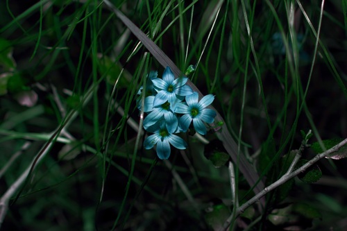 Image of Sisyrinchium elizabethiae by (c) Michelle W. （鍾偉瑋）, some rights reserved (CC BY)